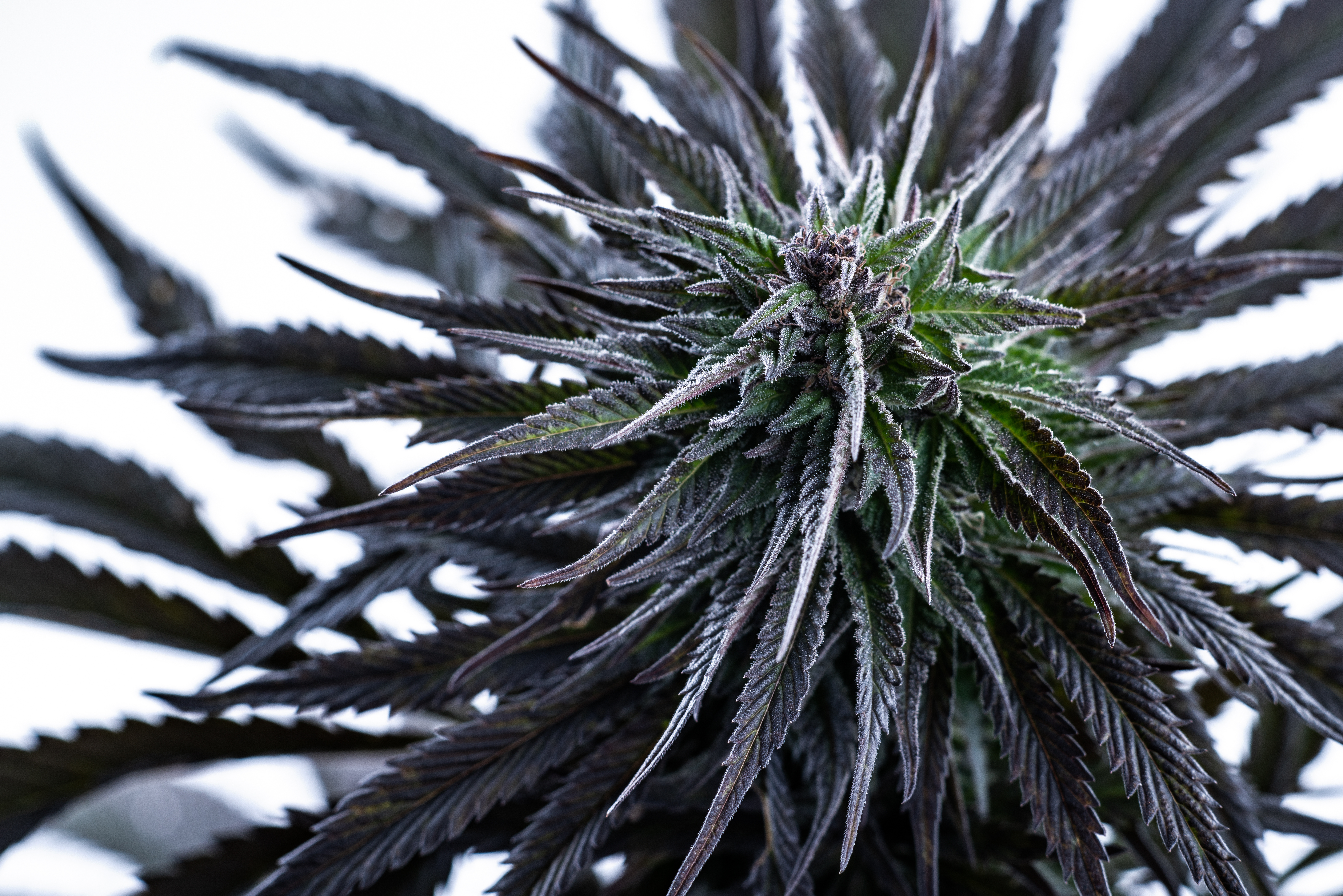 Blue Dream: The Reigning Champion of Cannabis Strains