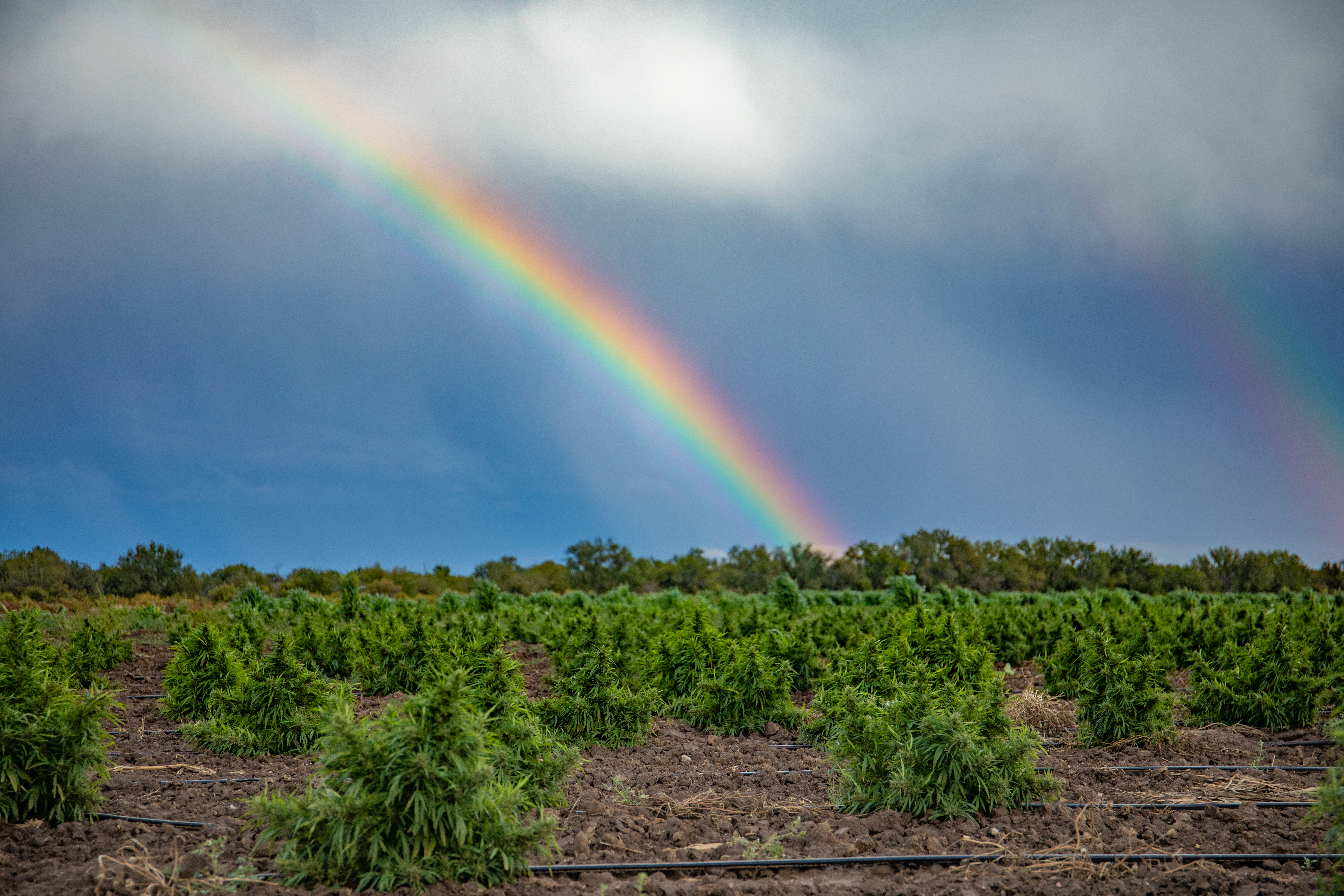 Hemp or Marijuana Field