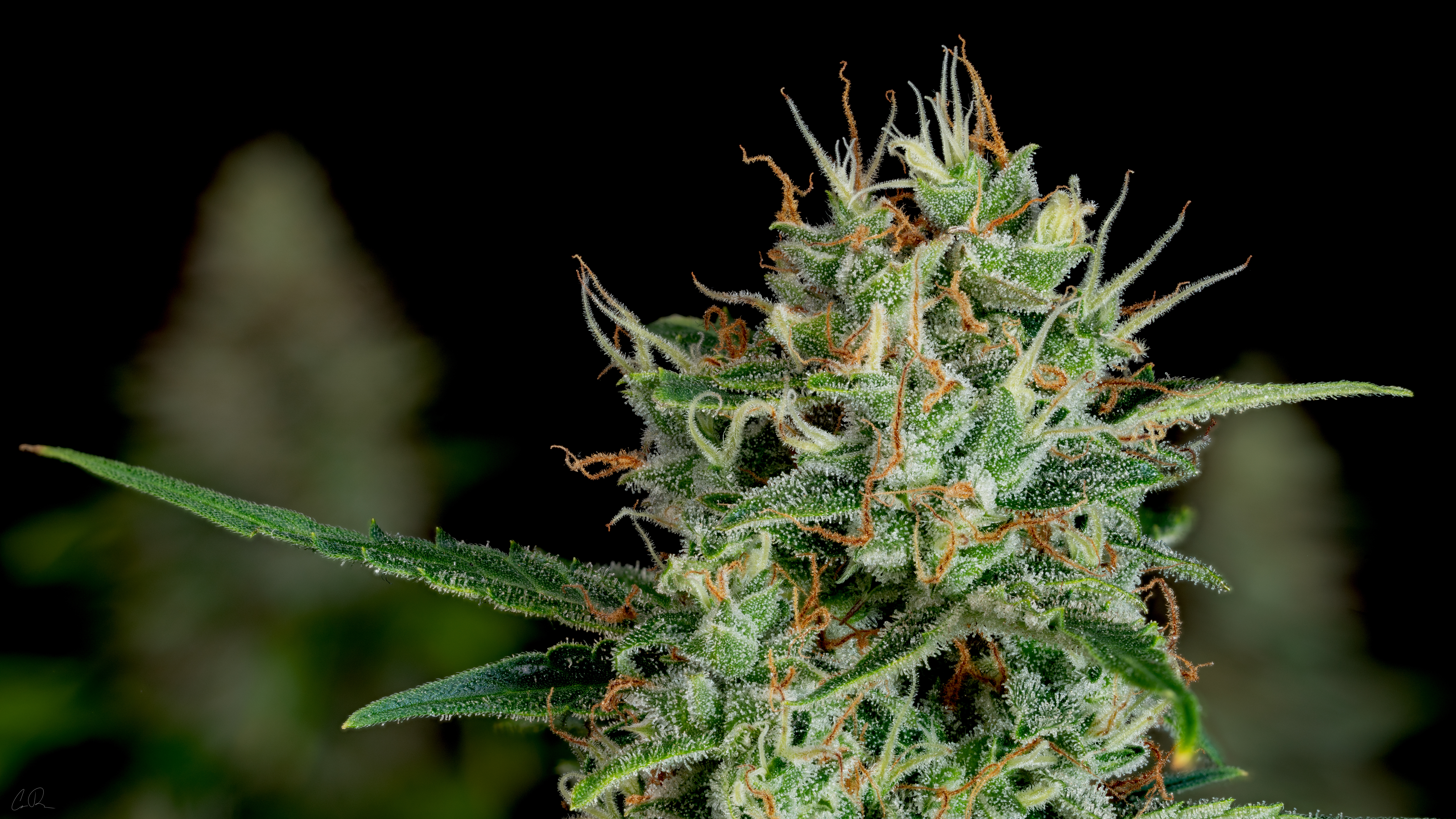 Northern Lights Flower